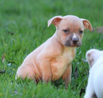 Chiot américain Stafford disponible aux enchères