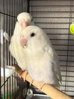 Agapornis dwergpapegaai, Animaux & Accessoires, Plusieurs animaux, Perroquet nain ou Inséparable, Bagué