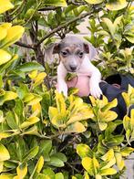 Jack russell pups, Dieren en Toebehoren, België, Jack Russell Terriër, CDV (hondenziekte), 8 tot 15 weken