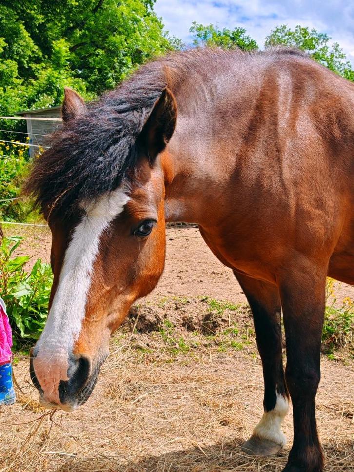 Welsh C merrietje, Dieren en Toebehoren, Paarden, Merrie, L, Minder dan 160 cm, 11 jaar of ouder, Met stamboom, Gechipt, Ontwormd