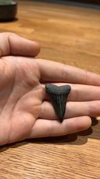 Haaientand, Verzamelen, Ophalen of Verzenden