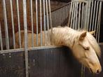 D pony merrie palomino, Dieren en Toebehoren, Pony's, Merrie, Met stamboom, Dressuurpony, 0 tot 2 jaar
