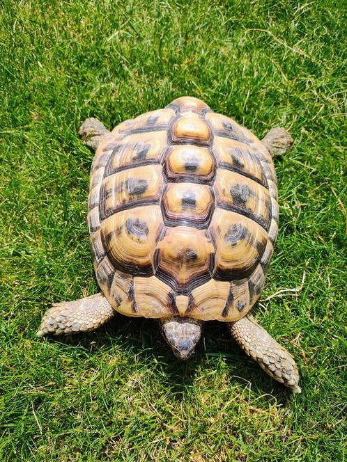 Mannelijke testudo hermanni boetgeri 2013, Dieren en Toebehoren, Reptielen en Amfibieën
