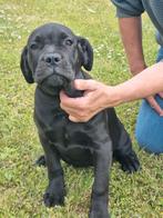 Cane corso, Dieren en Toebehoren, Honden | Bulldogs, Pinschers en Molossers, België, 15 weken tot 1 jaar, CDV (hondenziekte), Meerdere