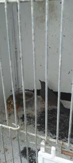 Grijskaaplijsters, Dieren en Toebehoren, Vogels | Overige Vogels, Meerdere dieren, Wildzangvogel, Geringd