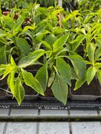 paprika, pepers, buitentomaat, courgette planten, Ophalen, Volle zon, Groenteplanten, Eenjarig
