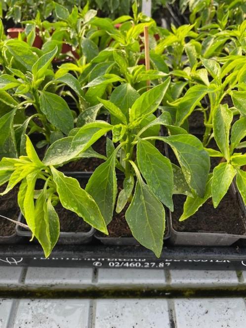 paprika, pepers, buitentomaat, courgette planten, Tuin en Terras, Planten | Tuinplanten, Eenjarig, Groenteplanten, Volle zon, Zomer