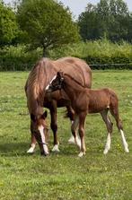 Merrieveulen (04/2024) Don’t Touch de Tiji, Dieren en Toebehoren, Merrie, Springpaard, Minder dan 160 cm, Gechipt