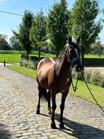 Aangeboden halve stal D-pony met optie tot aankoop, Dieren en Toebehoren, Dressuurpony, L, 11 jaar of ouder, D pony (1.37m tot 1.48m)