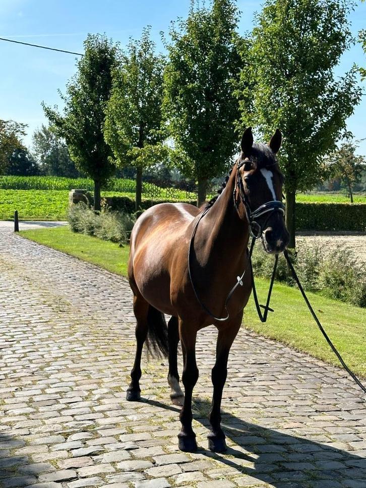 Aangeboden D-pony, Dieren en Toebehoren, Pony's, Merrie, L, D pony (1.37m tot 1.48m), Dressuurpony, 11 jaar of ouder, Gechipt