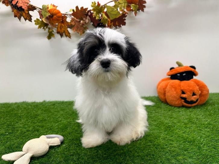Mal-Shi pup ( Maltezer x Shih Tzu), Dieren en Toebehoren, Honden | Chihuahua's en Gezelschapshonden, Reu, Overige rassen, Fokker | Professioneel