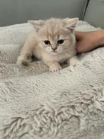 Brits korthaar kittens, Dieren en Toebehoren, Katten en Kittens | Raskatten | Korthaar, Meerdere dieren, Gechipt, 0 tot 2 jaar