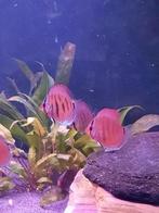 Discusvis cobalt blue, Dieren en Toebehoren, Vissen | Aquariumvissen