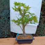 Bonsai Acer Palmatum 15j. Nr.23, Tuin en Terras, Planten | Bomen, In pot, Minder dan 100 cm, Overige soorten, Ophalen
