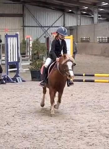 bijrijder gezocht, Dieren en Toebehoren, Pony's, M