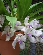 Orchidee Pescatoria dayana * Heel geurige botanische soort, Huis en Inrichting, Kamerplanten, Ophalen of Verzenden