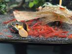 Mooie rode garnalen - red sakura - nakweek bloody mary, Animaux & Accessoires, Poissons | Poissons d'aquarium