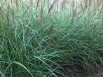 Siergras Miscanthus Gracillimus Prachtriet, Tuin en Terras, Ophalen, Volle zon, Vaste plant, Siergrassen