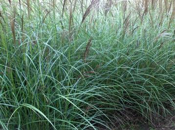 Siergras Miscanthus Gracillimus Prachtriet beschikbaar voor biedingen