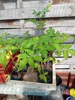Lot van 6 tomatenplanten "Moneymaker", Jardin & Terrasse, Plantes | Jardin, Enlèvement