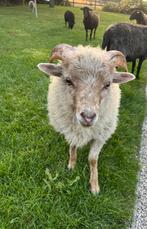 2 Quessant bokjes te koop, Dieren en Toebehoren, Schapen, Geiten en Varkens