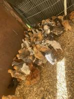 Kippen 11 weken, Dieren en Toebehoren, Pluimvee