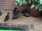 siereenden te koop, Dieren en Toebehoren, Meerdere dieren, Eend