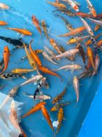 Koi b 7-10cm, Dieren en Toebehoren, Vissen | Vijvervissen, Karper of Koi