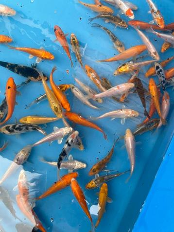 Koi b 7-10cm beschikbaar voor biedingen