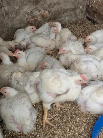 Mesthaantjes  beschikbaar voor biedingen