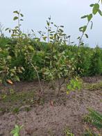 Amelanchier Lamarckii, groseillier, Enlèvement ou Envoi