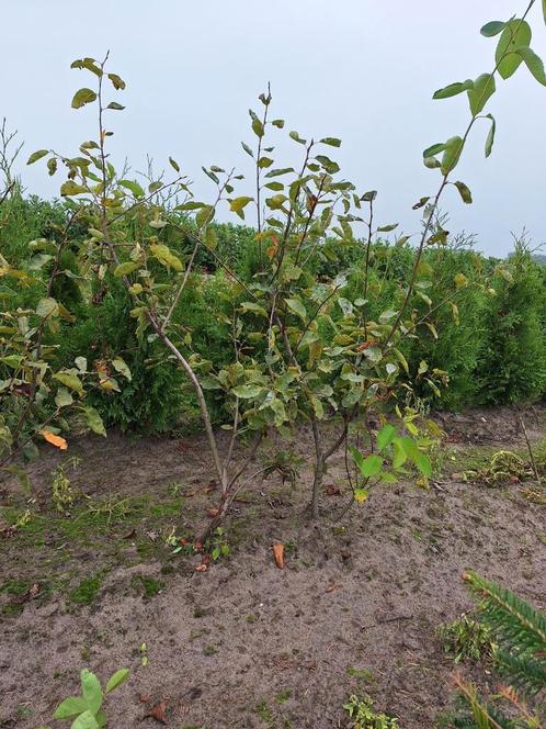 Amelanchier Lamarckii, groseillier, Jardin & Terrasse, Plantes | Arbres, Enlèvement ou Envoi