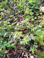 Vaste plant bordeauxkleurige geranium, Tuin en Terras, Ophalen of Verzenden