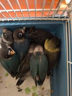 Jonge agapornis (dwergpapegaai), Dieren en Toebehoren, Meerdere dieren, Dwergpapegaai of Agapornis, Geringd