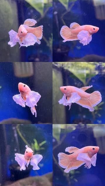 Betta splendens man dumbo golden beschikbaar voor biedingen