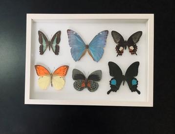 Kleurrijke VLINDERS in 3D kader, NIEUW beschikbaar voor biedingen