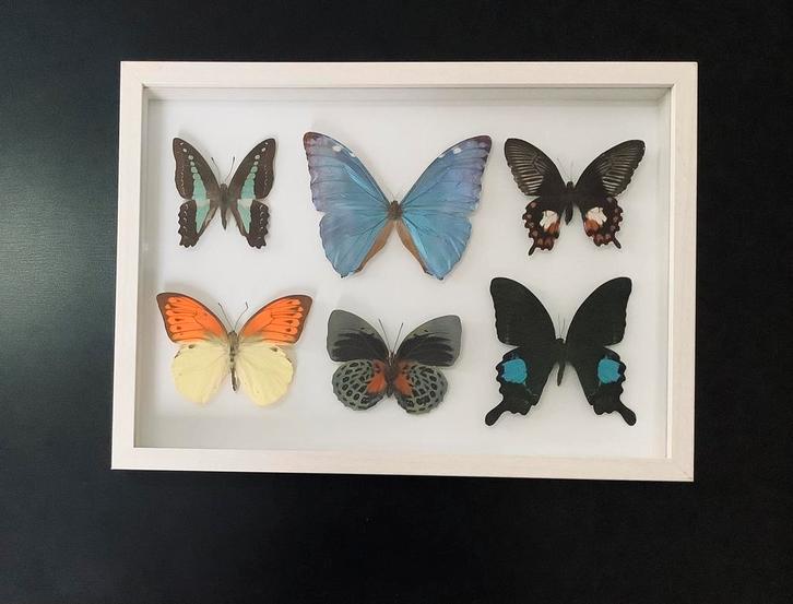 Kleurrijke VLINDERS in 3D kader, NIEUW, Verzamelen, Dierenverzamelingen, Nieuw, Ophalen of Verzenden