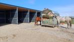 Weidegang met inloopstallen te Kasterlee, Dieren en Toebehoren, Weidegang, 4 paarden of pony's of meer