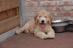 Prachtige Goldendoodle pups (golden retriever x poedel), Dieren en Toebehoren, CDV (hondenziekte), Meerdere, Golden retriever