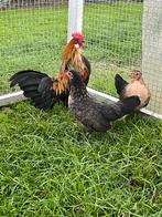 Trio jonge Hollandse krielen, Dieren en Toebehoren