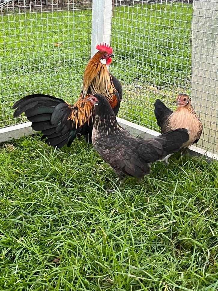Trio jonge Hollandse krielen, Dieren en Toebehoren, Pluimvee