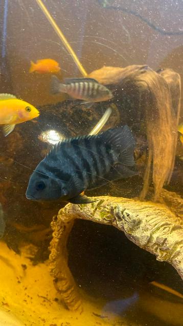 Zebra cicliden