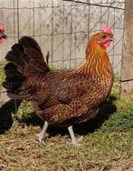 Gulden Leghoen, Dieren en Toebehoren, Pluimvee, Vrouwelijk, Kip