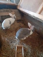 Duitste reuzen, Dieren en Toebehoren, Konijnen, Vrouwelijk, Groot