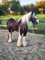 Verschillende knutselaars, Dieren en Toebehoren, Pony's, Merrie, Zadelmak, 3 tot 6 jaar, Gechipt