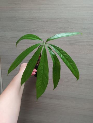 Anthurium eminens  beschikbaar voor biedingen