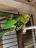 Kleurgrasparkieten 2025, Meerdere dieren, Parkiet, Geringd