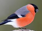 Gezocht koppel noordse goudvinken, Dieren en Toebehoren