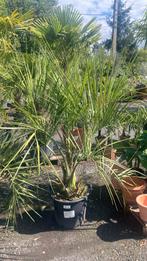 Butia capitata - Geleipalm, Tuin en Terras, Planten | Bomen, Ophalen