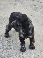 Engelse Cocker Spaniël pup, Dieren en Toebehoren, België, Fokker | Hobbymatig, Reu, CDV (hondenziekte)